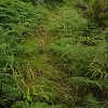 Plants: image 89 Of 208 Thumb